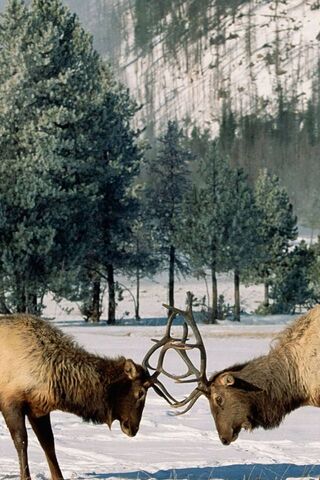 Winter's Gentle Clash: ..