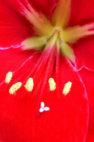 Crimson Bloom: Nature's Artistry 🌺