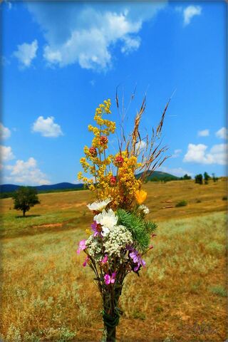 Nature's Colorful Bouquet 🌼🌾