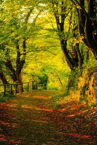 Autumn Serenity: A Pathway to Tranquility 🍂✨