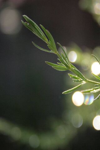 Herb of Serenity 🌿✨