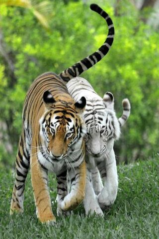 Wild Harmony: A Tale of..