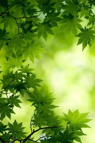Verdant Serenity: Embra..