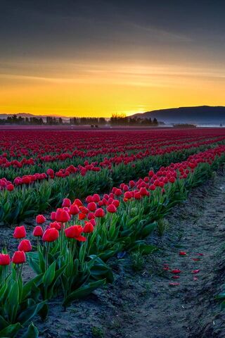 Tulip Sunrise: A Floral..