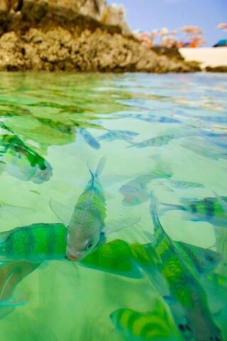 Underwater Wonders: The Dance of Green Fishes 🌊🐟