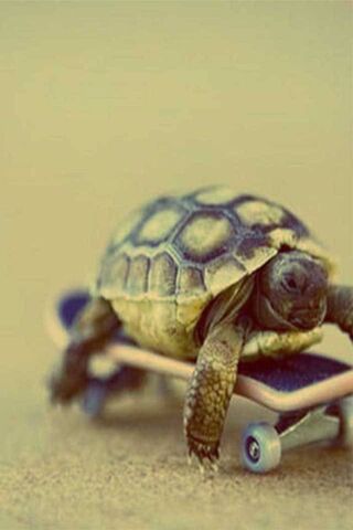 Skateboarding Shell-ebrity 🐢🛹