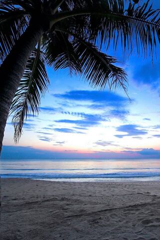 Awakening Bliss: A Tropical Dawn 🌅