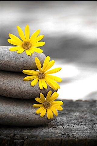 Serenity in Bloom 🌼🪨