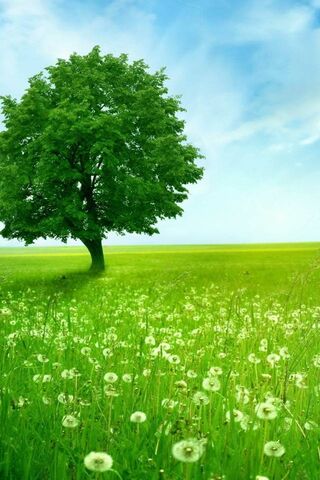 Serenity in Green: A Tranquil Escape 🌳🌼