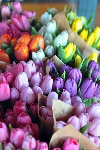 Spring's Vibrant Palett..