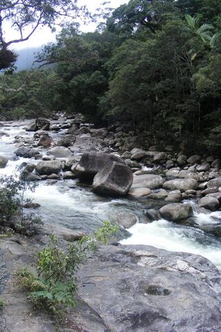 Mystical Waters of Mossman Gorge 🌿💧