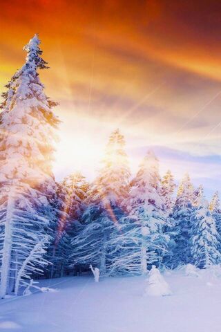 Winter's Embrace: A Glimpse of Inature