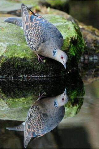 Pegion: The Reflective Beauty of Nature 🕊️✨
