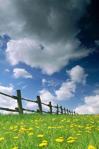 Woody's Meadow Adventur..