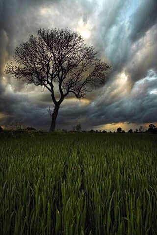 Whispers of the Wild 🌳🌾