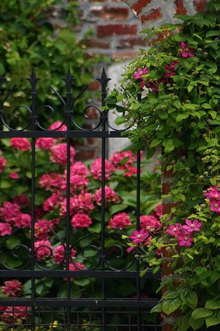 Enchanted Blossoms Behind the Gate 🌸✨