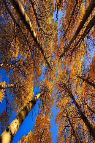 Golden Canopy: A Birch Tree Wonderland 🍂🌳