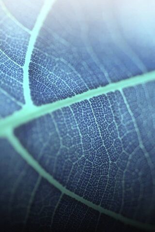 Nature's Intricate Blueprint 🌿✨