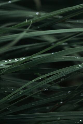 Grass Drops