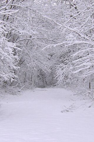 Winter Wonderland: A Sn..
