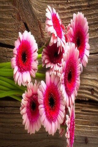 Blossoms of Joy: Pink Gerbera Daisies 🌸✨