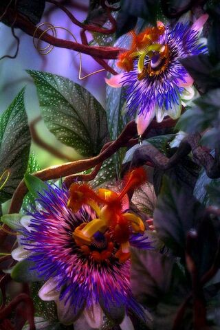 Enchanted Blooms of the Night 🌸✨