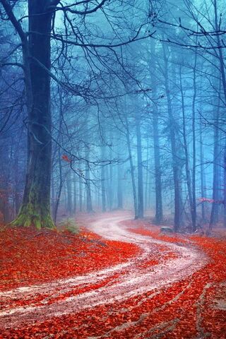 Whispers of Paradise: A Serene Journey