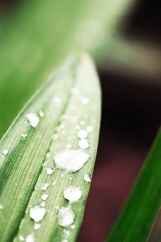 Nature's Refreshing Touch: Dewy Greenplant
