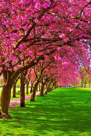 Blossoms of Spring: A W..