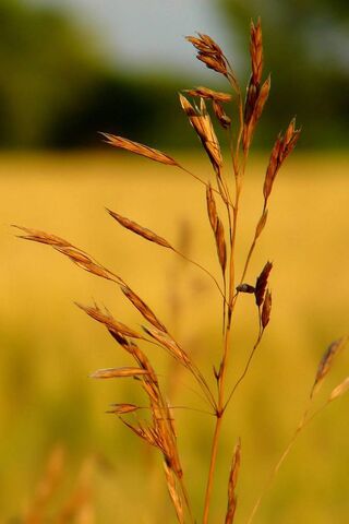 Golden Whispers of the ..