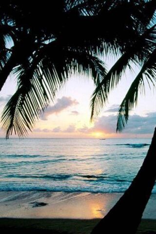 Awakening Bliss: A Tropical Dawn