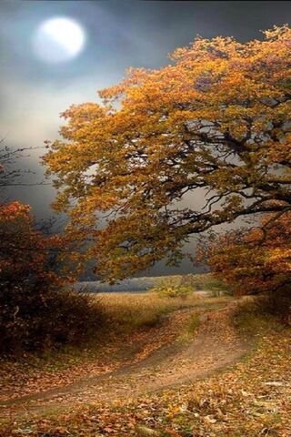 Enchanted Autumn Trail 🍂🌙