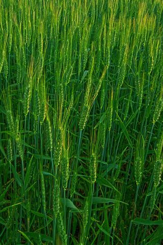 Nature's Green Symphony 🌾🎶