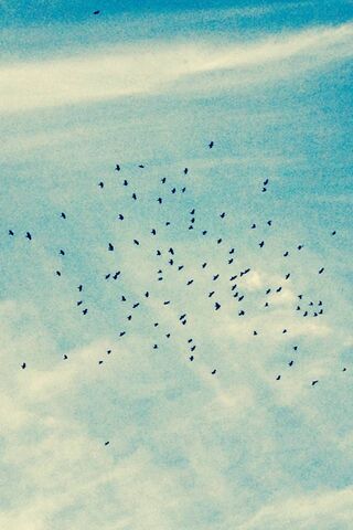 Dance of the Sky Dancers 🌤️🕊️
