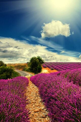 Lavender Dreams: A Path to Serenity 🌸✨