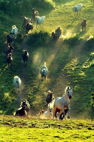 Nature and Horses