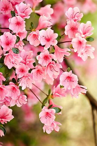 Pink Blossom