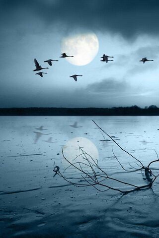 Moonlit Serenity: A Dance of Nature 🌙🦢