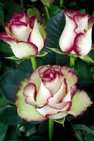 Blushing Beauty: The En..