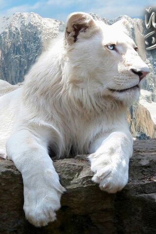 sư tử trắng