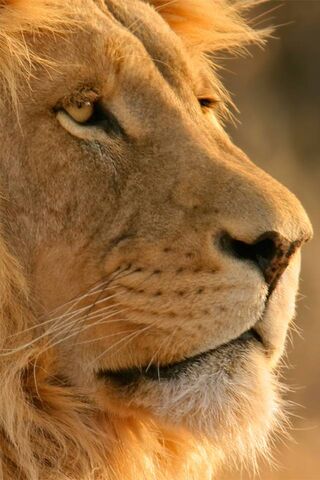 Majestic King of the Jungle 🦁✨