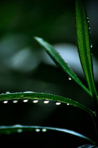 Nature's Crystal Jewels 🌧️✨