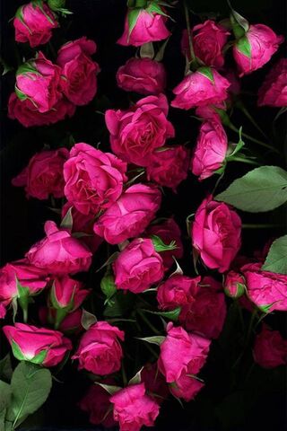 Blossoms of Joy: A Cele..