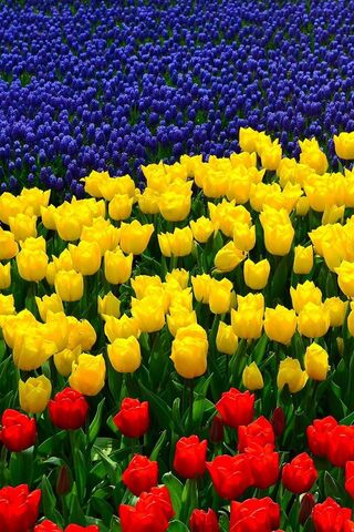 Blooming Colors of Spring 🌷💐