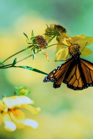 Papillon sur fleur