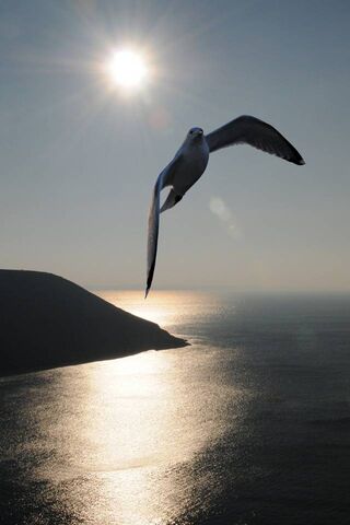 Soaring into the Golden Horizon 🌅