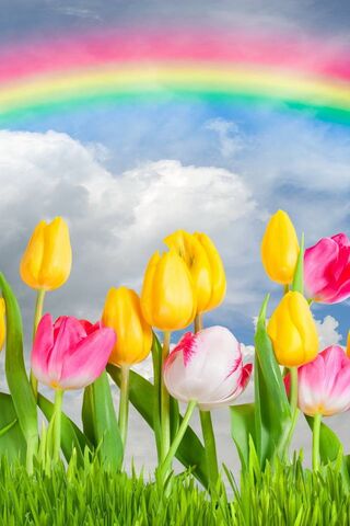 Colorful Blooms Under a..