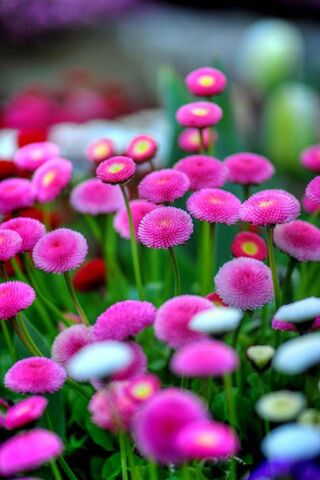 Blossoms of Joy: A Spri..