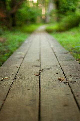 Nature's Pathway: A Journey Awaits 🌿✨