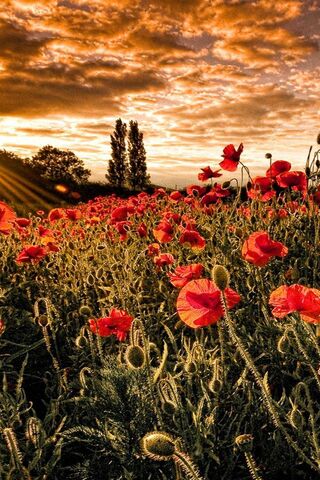 Sunset Serenade in a Poppy Paradise 🌅🌺